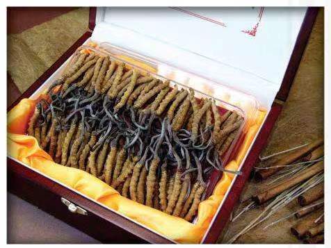 龙湾镇冬虫夏草回收